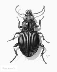 Black And White Biting Insect Uk Folksonomy Scientific Illustrator Beetle Illustration Scientific Illustration Beetle Drawing