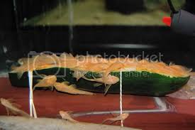 Check spelling or type a new query. What Vegetables Can Bristlenose Plecos Eat Aquariacentral Com