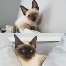 Chicago cat rescue is dedicated to the rescue and adoption of homeless cats and kittens, and to the education of their human companions. My Siamese Kitten At 3 Months Vs 11 Months The Top Picture Makes Her Look Eyebrowless Music Indieartist Chicago Siamese Kittens Siamese Cats Cat Pose