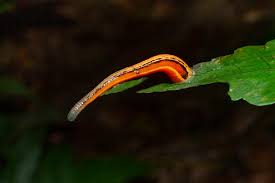 Image result for Crotalaria prolongata