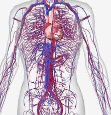 A blood vessel's main function is to transport blood around the body. 15 Circulatory System Diseases Symptoms And Risk Factors