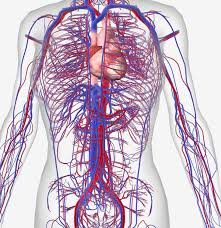 They are the site for exchange of gases, nutrients and waste between circulation and body tissues. 15 Circulatory System Diseases Symptoms And Risk Factors