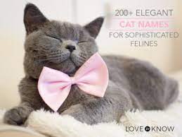 200 Elegant Cat Names For Sophisticated Felines Lovetoknow