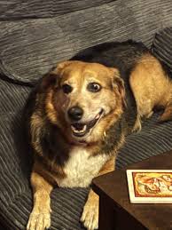 At last i got jack Russell metal sign! It makes me smile ❤️ But nobody  appreciates it