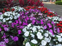 New guinea and interspecific impatiens are alternatives. Sunpatiens Named Louisiana Super Plant