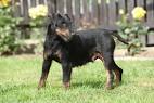 Jagdterrier Puppies For Sale - AKC PuppyFinder