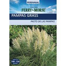 Consider as a background specimen in a cutting garden. Ferry Morse Ornamental Grass Pampas Plume Seed 2057 The Home Depot