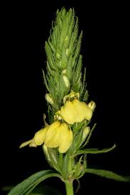 Image result for Justicia flava