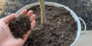 When transplanting citrus into a new container, make sure the root flare is visible above the soil line. The Top 3 Citrus Tree Potting Soils You Can Buy Couch To Homestead