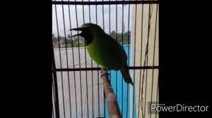 Cucak Ijo Berau Joss Youtube