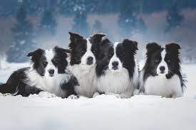 drei dinge die man im winter nicht tun sollte broadmeadows border collies