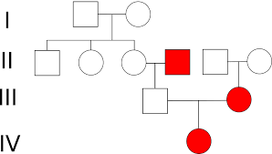 Dominanter erbgang dominant kommt von dominieren (beherrschen) und dominante allele setzen sich gegenüber anderen immer durch. Genetik Aufgaben Und Ubungen Zur Stammbaumanalyse Und Erbkrankheiten