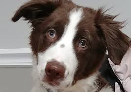 Maybe you would like to learn more about one of these? South Bend Animal Clinic South Bend Veterinarians