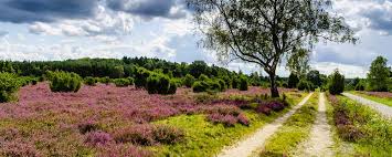 Lila Heidekraut Und Grauweisser Gravel 3 Tage Luneburger Heide Mountainbike Collection Von Komoot