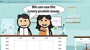 Maybe you would like to learn more about one of these? Lowry Protein Assay Principle Protocol Mechanism Video Lesson Transcript Study Com