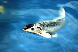 Koi Fish Koi Fish Koi Koi Fish Colors