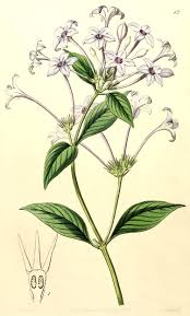 Image result for Polysphaeria lanceolata