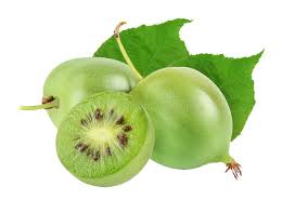 Image result for foto minikiwi