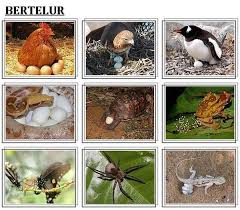 Check spelling or type a new query. Cara Pembiakan Haiwan Ok Tuisyen Individu Facebook