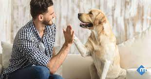The trap's sealing action keeps parasites from finding their way out after the kill and latching onto your cat, dog or other household animal. Questions About Pet Friendly Pest Control Moxie Services