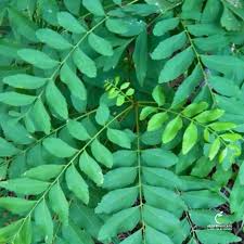 Image result for Atalaya alata