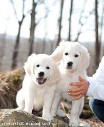 They're fluffy little teddy bears that are full of how to train your golden retriever puppy. English Cream Golden Retriever Puppies Florida Petsidi
