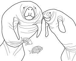 Includes images of baby animals, flowers, rain showers, and more. Zoo Coloring Books Zootampa At Lowry Park