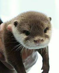 Cuteotters On Instagram Just A Little Otter Hanging Out And Saying Hi Tag A Friend Who Would Love This Otters Cute Cute Animals Cute Baby Animals