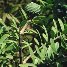 Image result for Agathis