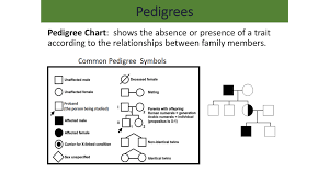 Pedigrees Pedigree Chart According To The Relationships