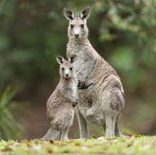 Popular songs for children.lyrics:i'm a k. Kangaroo Wikipedia