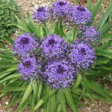 Plant in autumn for a burst of magenta color in spring. The Top 50 Most Popular Spring Blooming Bulbs And Succulents Garden Org