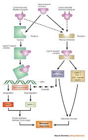 Steroid hormones are molecules that acts as chemical messengers in the body. Steroid Hormone Rapid Actions Membrane Receptors And A Conformational Ensemble Model Nature Reviews Drug Discovery