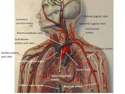 Veins (in blue) are the blood vessels that return blood to the heart. Pin On Homeschool Science