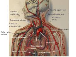 Torso with the heart and blood vessels labeled. Blood Vessels