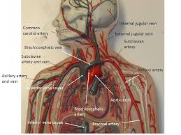 They all have a small smooth inner layer of called the endothelium. Pin On Homeschool Science