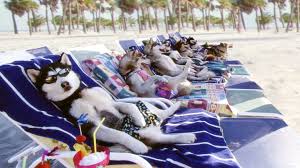 Kutyabajnok teljes film letöltés azonnal, várakozás nélkül, kiváló minőségben. Watch Snow Dogs Online Putlocker