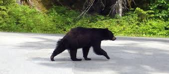If you need a big bore kit for your maddog or any performance parts check. Glacier Bay National Park And Preserve