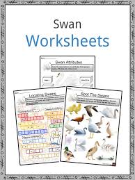 Wild swans storytelling set from the craft train. Swan Facts Worksheets Diet Habitat Mating And Life Cycle For Kids