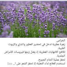 الخزامى plants