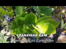 6 rare flowers of the philippines #1. Ornamental Plants The Philippines With Names Including Scientific Name Part 10 Youtube