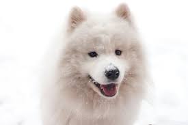 Although they were originally bred by the samoyede people of persia to hunt, herd animals, and pull. 25 White Dog Breeds That Will Steal Make A Meal Of Your Heart