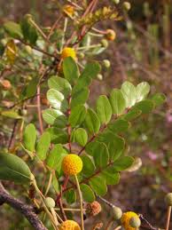Image result for Acacia schweinfurthii