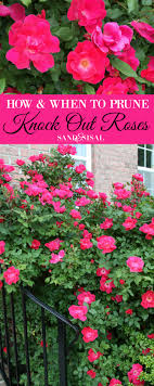 Roses have long been a favorite of many gardeners, but the frigid months of north can be detrimental i'd cut the rose back hard if it were mine. How And When To Prune Knock Out Roses Sand And Sisal