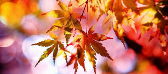 Shrubs are well suited to texas panhandle gardens, in fact, more so than trees. Best Time To Plant Shrubs In North Texas Landscaping In The Fall