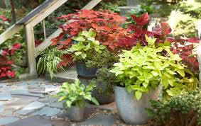 Image result for Coleus