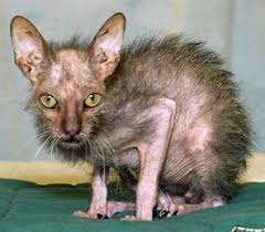 images?q=tbn:ANd9GcRuWhJMMsUobWvo1OUBMCB9ZI5HADXhRiuxnEqB-nKXd7jYqJw-