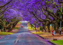 Image result for Jacaranda mimosifolia