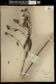 Image result for Vernonia congolensis