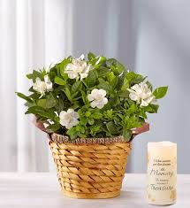 The gardenia is a subtropical evergreen shrub with dark green leaves and beautiful creamy white flowers with a strong scent. Cherished Gardenia Plant From 1 800 Flowers Com
